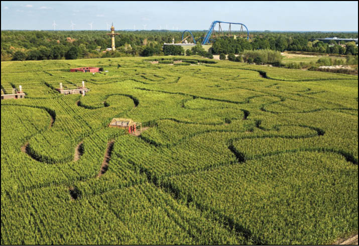 A large corn maze with winding paths is set in a green field with amusement park rides visible in the background. Description generated by AI