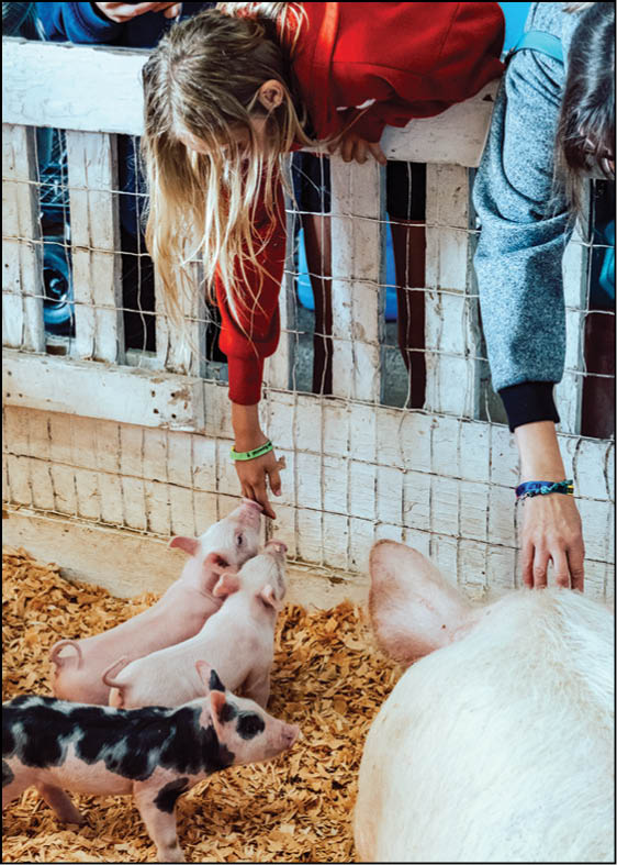 Two people lean over a white wooden fence to interact with several piglets and a large pig inside a pen covered with wood shavings. Description generated by AI