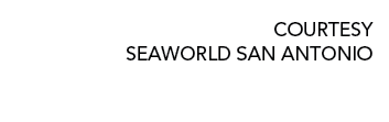 COURTESY SEAWORLD SAN ANTONIO