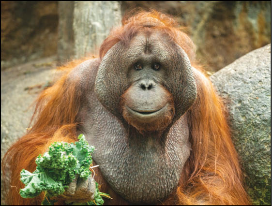 An orange and white monkey holding a green vegetable. Description generated by AI