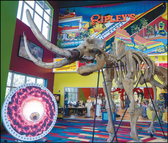 A large elephant skeleton is on display in a museum. Description generated by AI