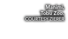 Manimi, Tobu Zoo. COURTESY ZIERER