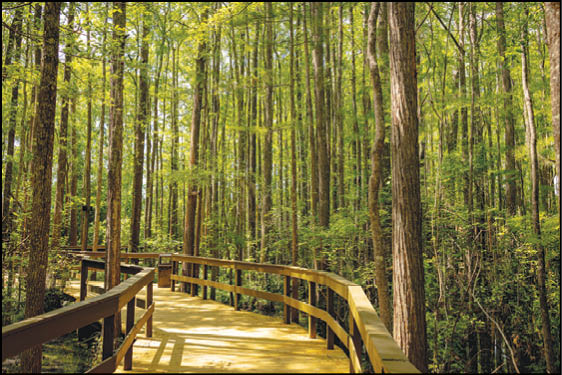 A wooden bridge over a forest. Description generated by AI