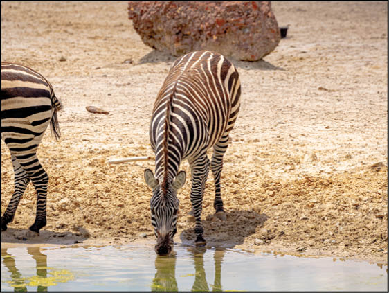 Two zebras are drinking water from a pond. Description generated by AI