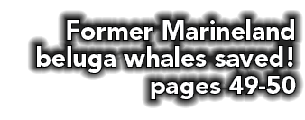 Former Marineland beluga whales saved! pages 49 50