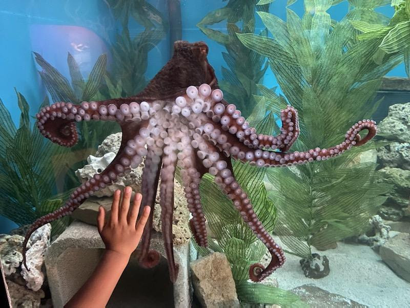 Mall of America aquarium to debut 'Octopus Garden' – Twin Cities