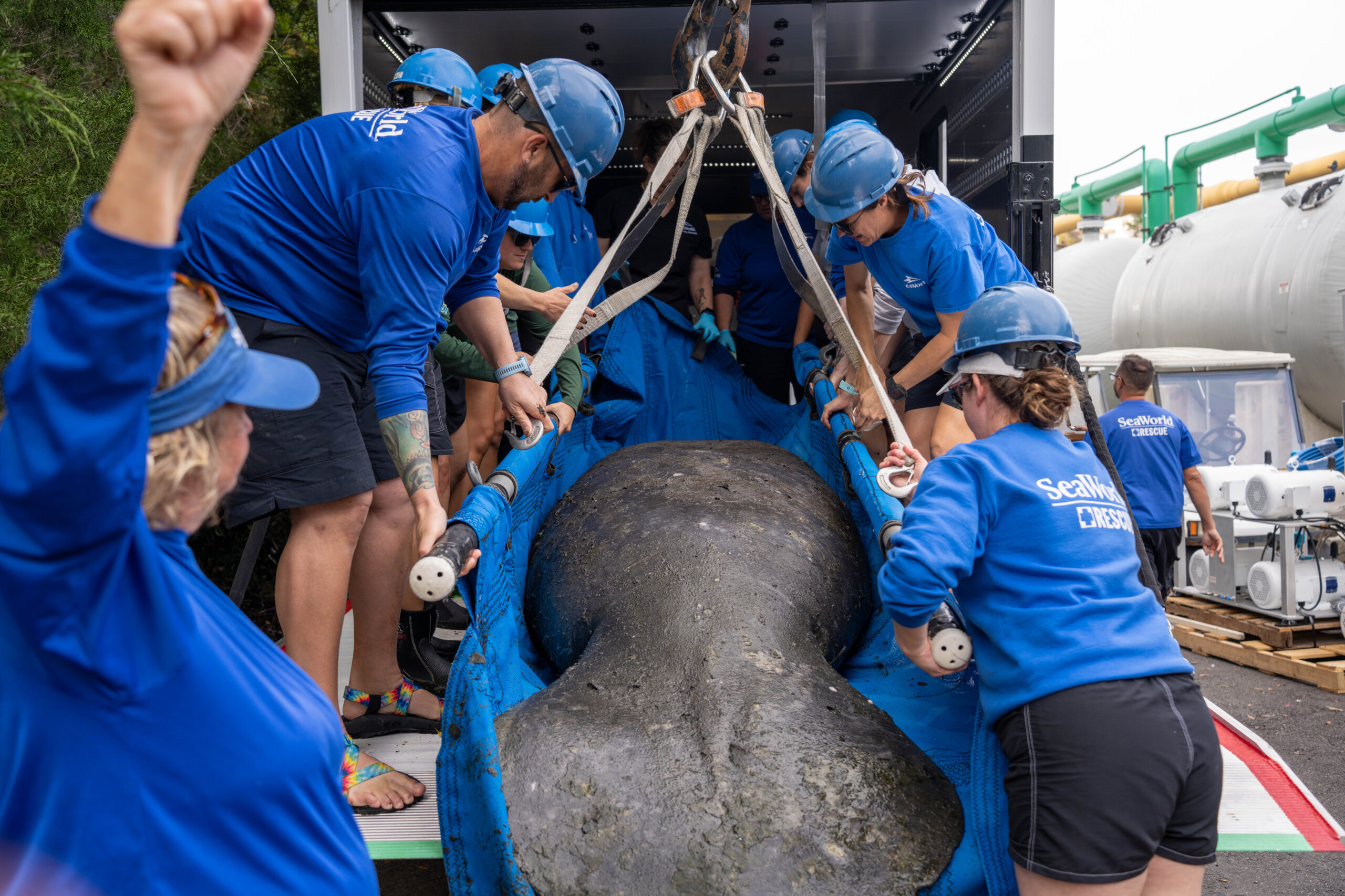 Manatee Rescue & Rehabilitation Partnership Members Successfully ...