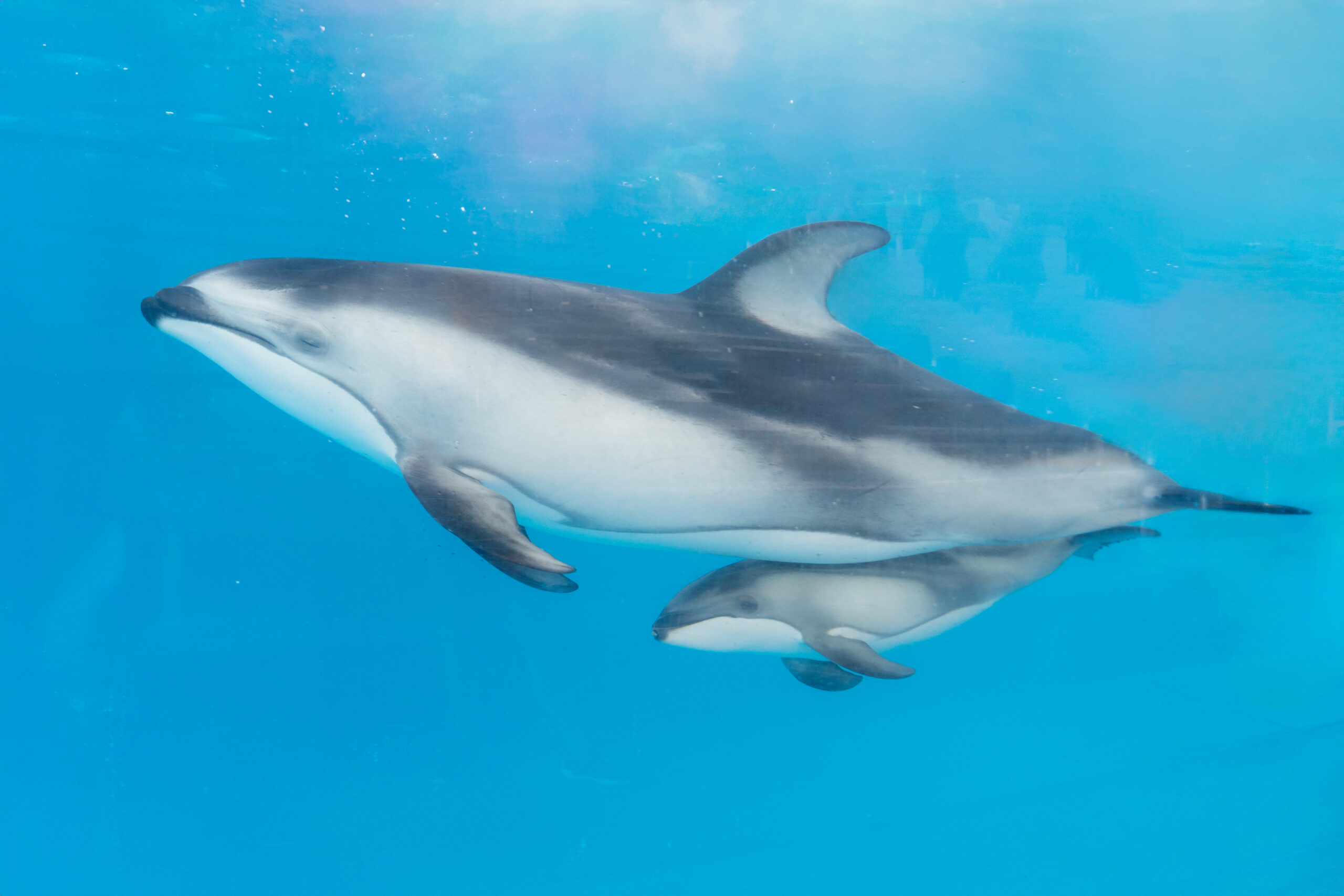 Baby boom continues! Second baby dolphin born at SeaWorld San Antonio ...