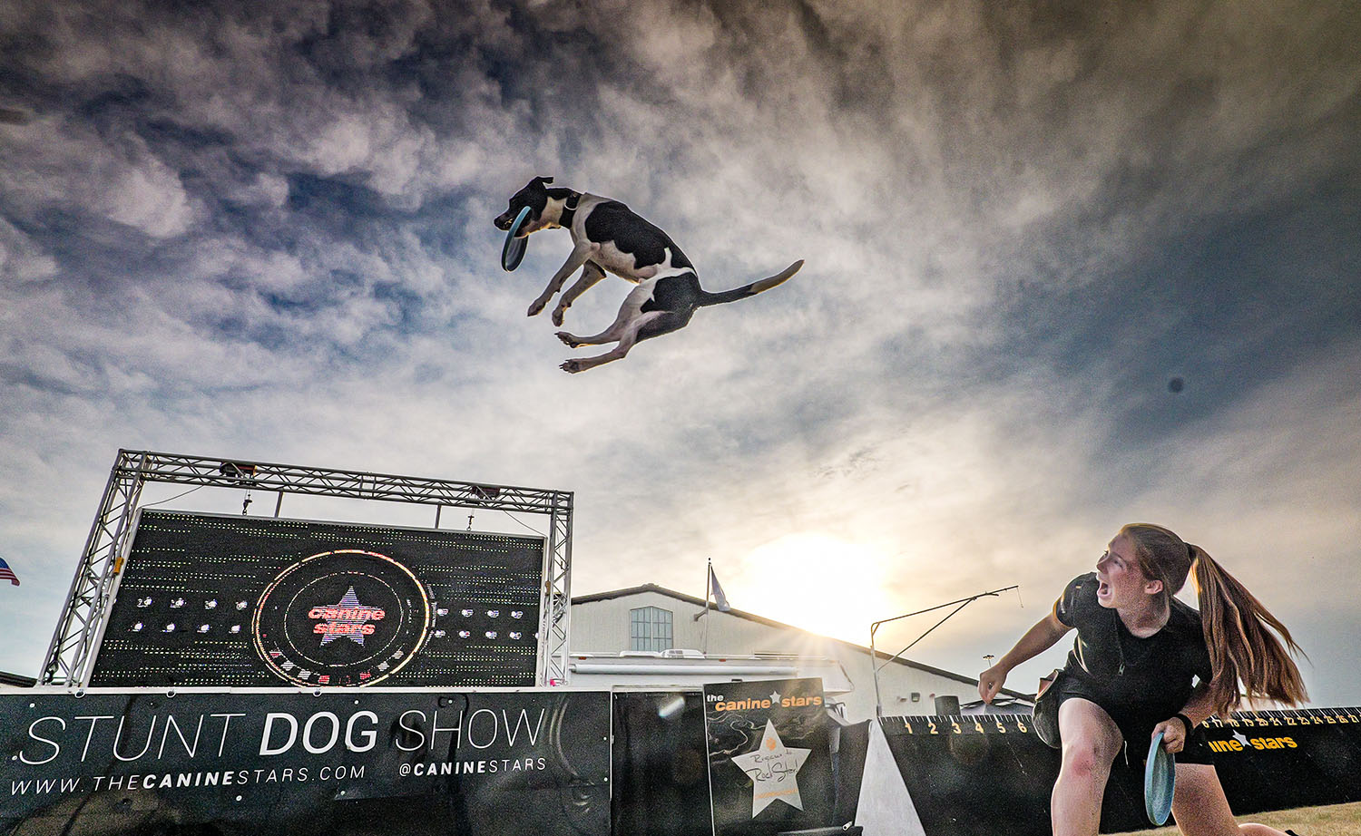 ADV_Canine_Stars_Stock 21