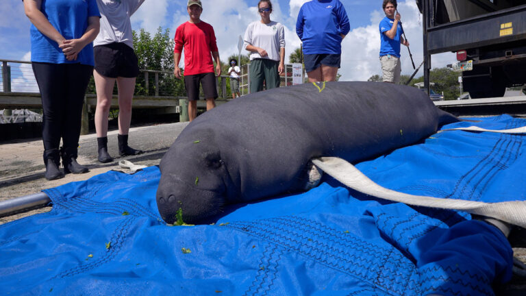 SWO Returns Rehabilitated Manatee Aug 2026 Ralston 2