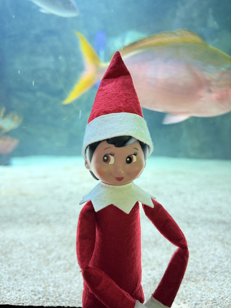 The Elf on the Shelf event at SEA LIFE Aquarium 6 copy